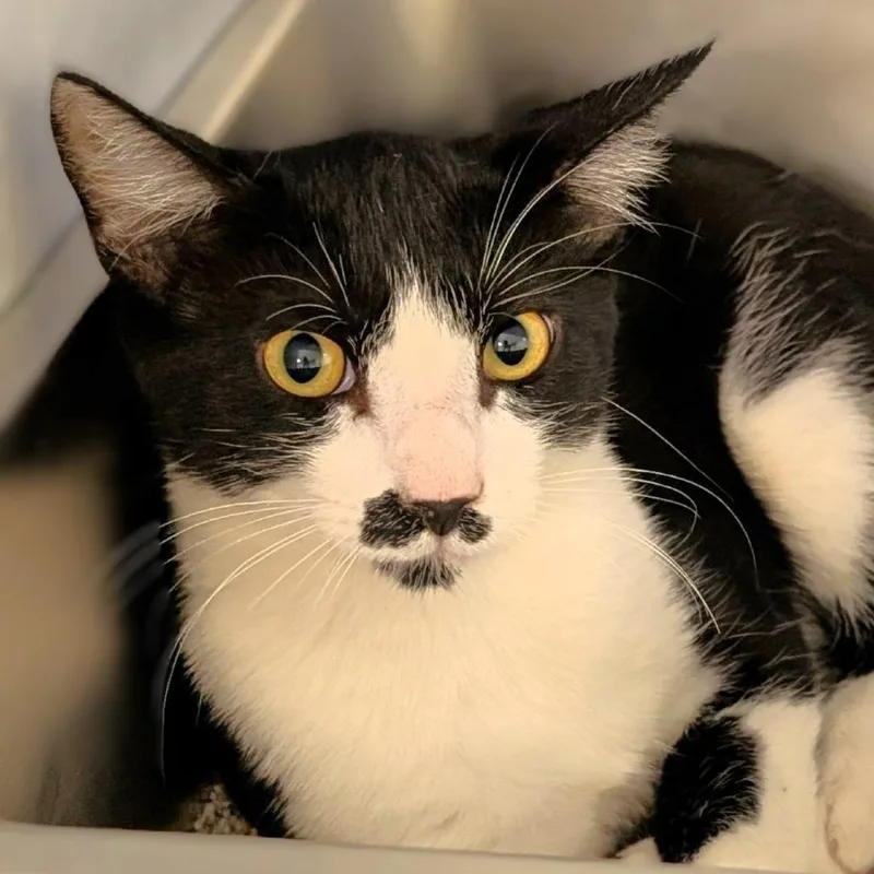 A young small-sized male Black Domestic Short Hair cat named Stache for adoption in Buchanan Dam, TX