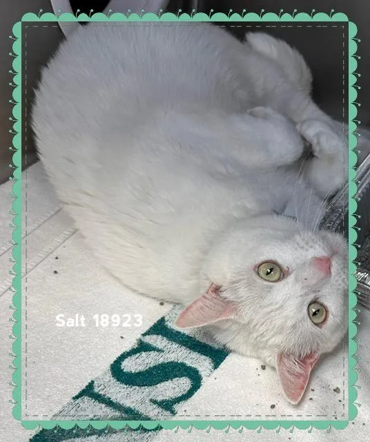 Salt thumbnail 2