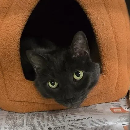 A senior medium-sized male Gray / Blue / Silver Domestic Short Hair cat named Grayson for adoption in Philadelphia, PA