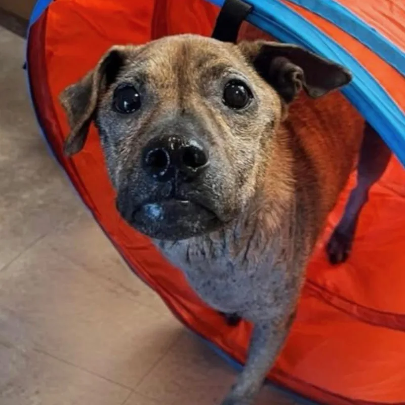 An adult medium-sized female Brindle American Staffordshire Terrier dog named Willow for adoption in Citrus Heights, CA