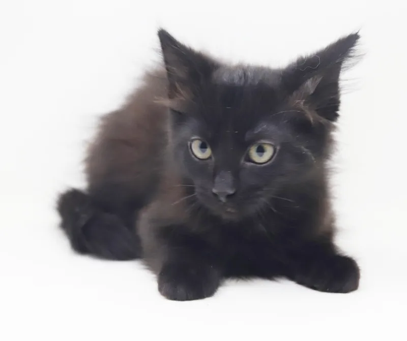 A baby small-sized male Black Maine Coon cat named Banks is just a for adoption in Bedford Hills, NY