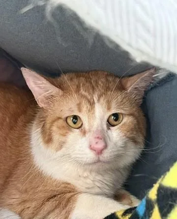 An adult medium-sized male Domestic Short Hair cat named Tater for adoption in Sultan, WA