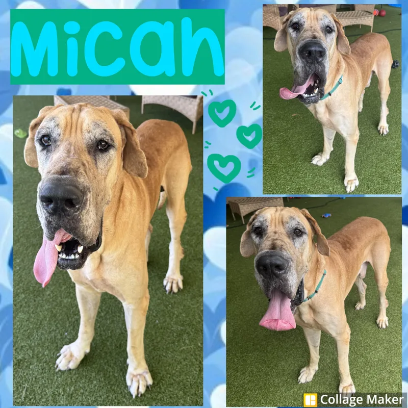 Micah