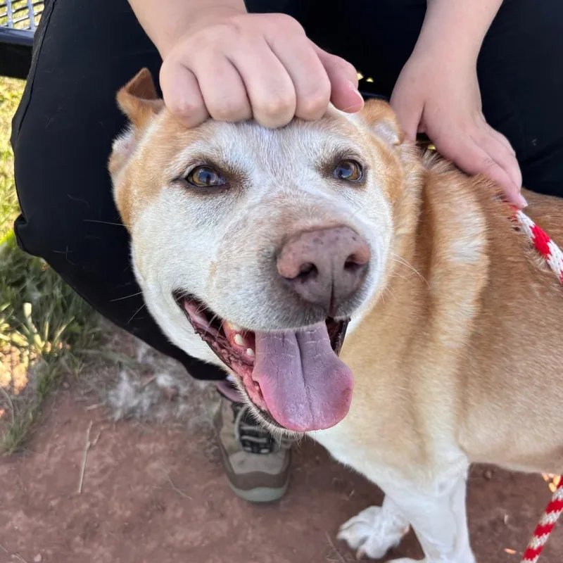 A senior large-sized male Yellow / Tan / Blond / Fawn Cattle Dog dog named Cooper for adoption in York, PA