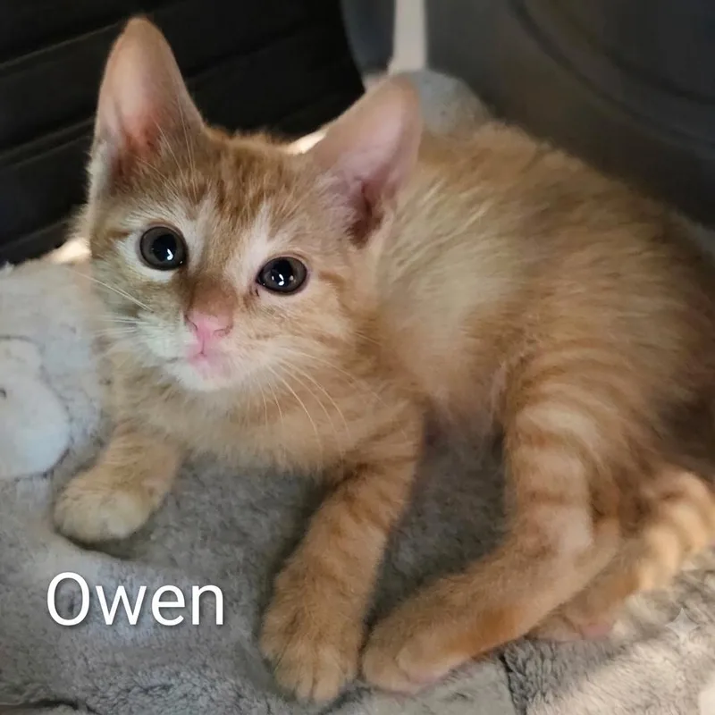 A baby small-sized male Orange / Red Domestic Short Hair cat named Owen for adoption in Booneville, AR