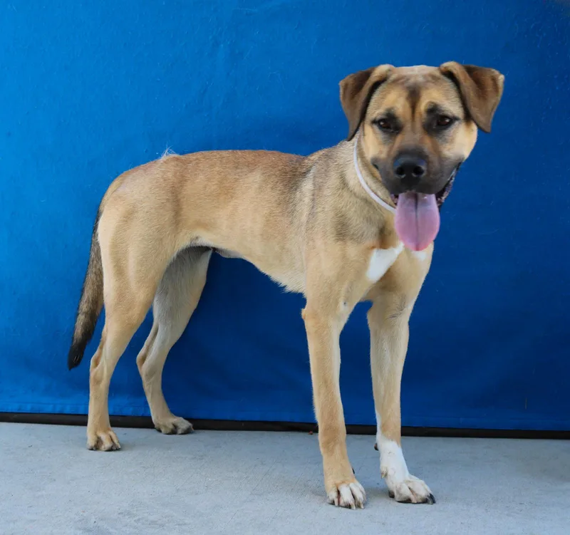 An adult medium-sized female Shepherd dog named Coco for adoption in Pasadena, CA