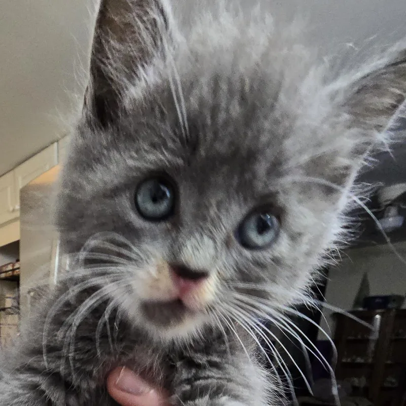 A baby small-sized male Gray / Blue / Silver Domestic Short Hair cat named Daniel In Chestertown for adoption in Alexandria, VA