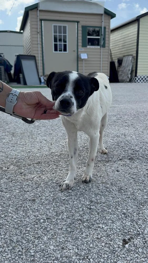 An adult small-sized male Tricolor (Brown, Black, & White) Rat Terrier dog named Chunk for adoption in Lakeland, FL