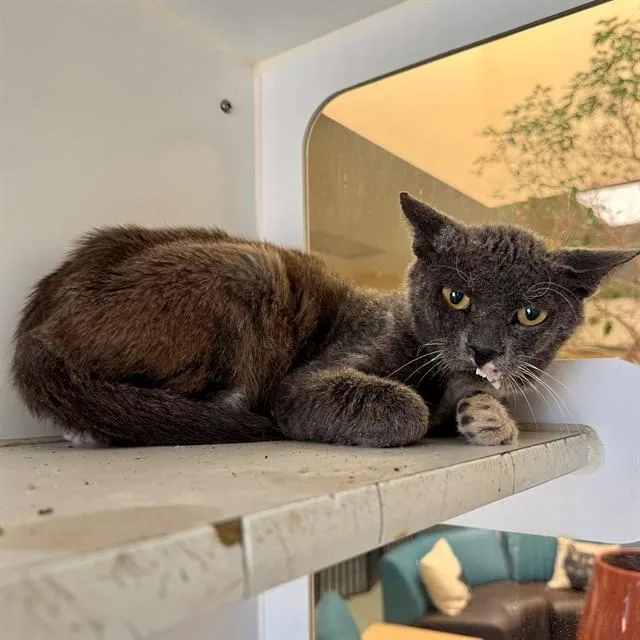 An adult small-sized male Domestic Short Hair cat named Tabasco for adoption in Riverside, CA