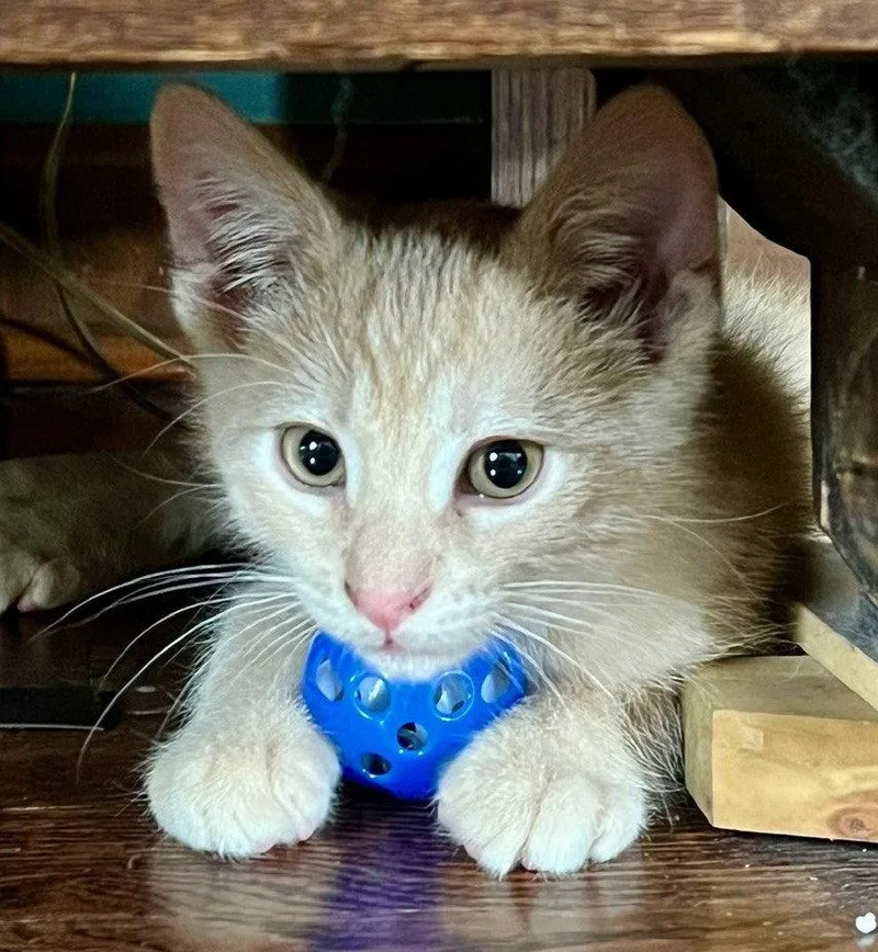 A baby medium-sized male Buff / Tan / Fawn Domestic Short Hair cat named Lewis for adoption in Shawnee, KS