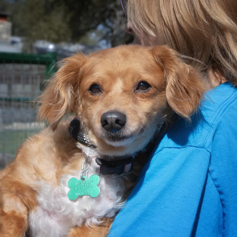 A senior small-sized male Apricot / Beige Dachshund dog named Smitty for adoption in Wimberley, TX