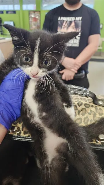 A baby small-sized male Domestic Short Hair cat named Jungkook for adoption in Louisville, KY