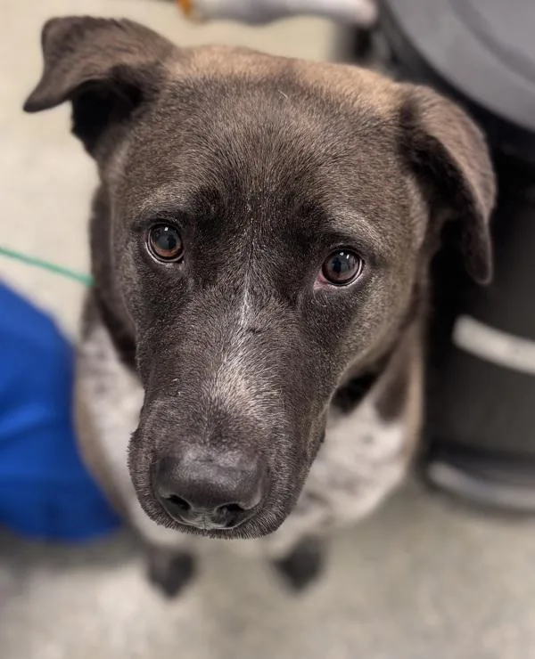 An adult medium-sized male Labrador Retriever dog named Olso for adoption in Houston, TX