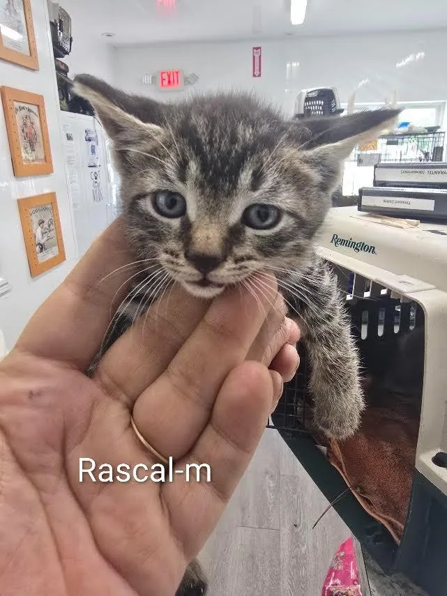 Rascal