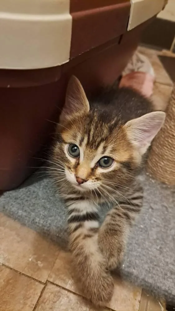 A baby medium-sized male Domestic Short Hair cat named Goose for adoption in O'Fallon, MO