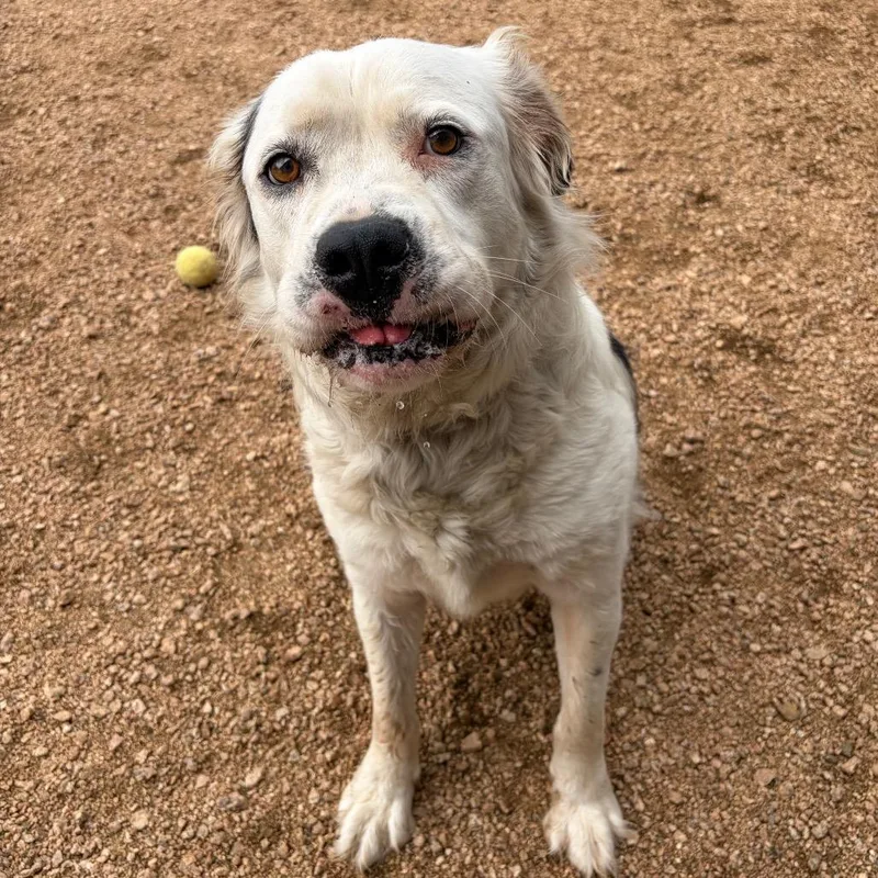 An adult medium-sized male White / Cream Great Pyrenees dog named Yogi Kcac . for adoption in Kerrville, TX