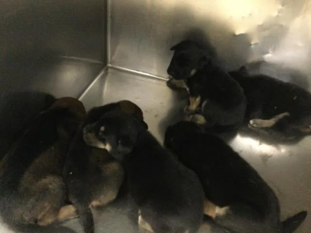 A baby small-sized male Doberman Pinscher dog named Ren for adoption in Riverside, CA