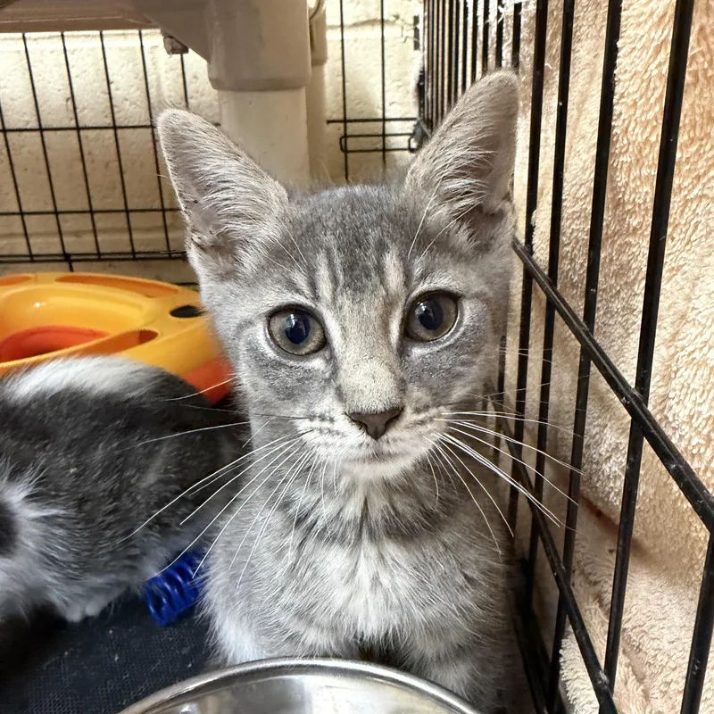 A baby medium-sized female Tabby (Gray / Blue / Silver) Domestic Short Hair cat named Gouda for adoption in Wantagh, NY