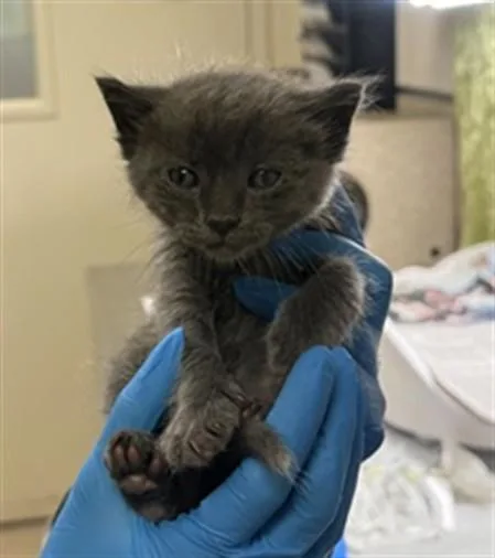 A baby small-sized male Domestic Short Hair cat named Linden for adoption in Riverside, CA