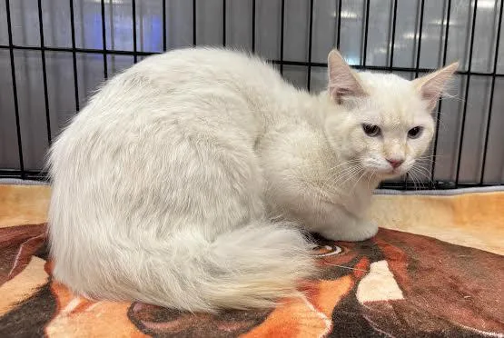 A young medium-sized male Domestic Short Hair cat named Lilo for adoption in Chatsworth, CA