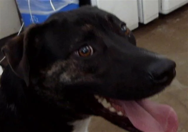 An adult large-sized male Mixed Breed dog named Smooch for adoption in Dallas, TX