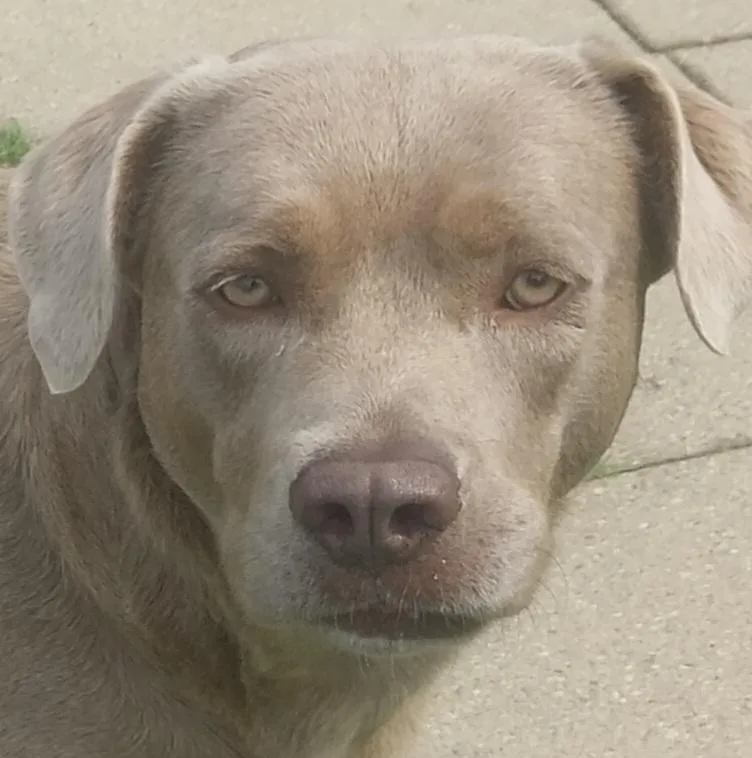 Bailey
