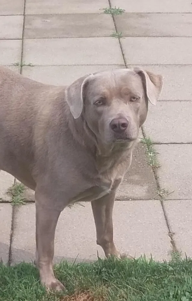 Bailey thumbnail 3