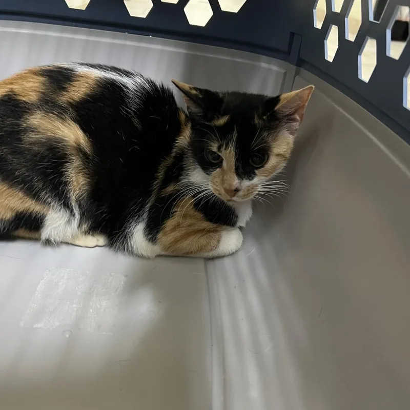 A baby small-sized female Calico Domestic Short Hair cat named Sandy for adoption in Galveston, TX