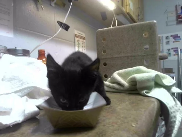 A baby small-sized male Domestic Short Hair cat named Garbanzo for adoption in Tallahassee, FL