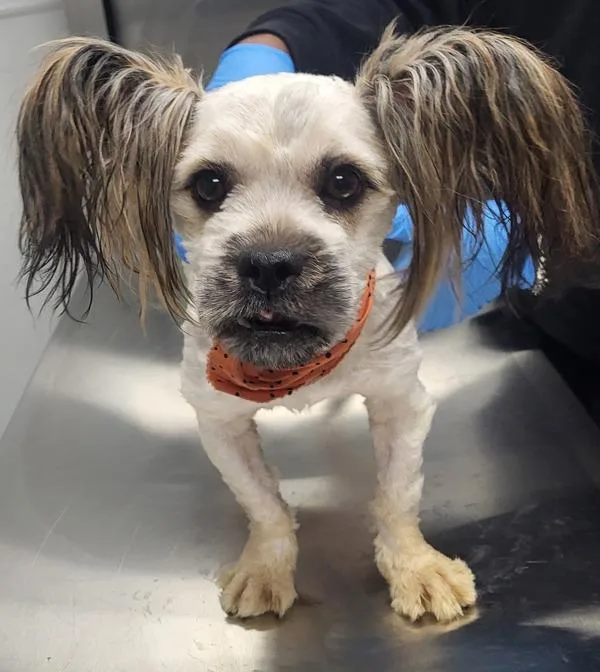 An adult small-sized male Shih Tzu dog named Pen Pecan for adoption in Lawrenceville, GA