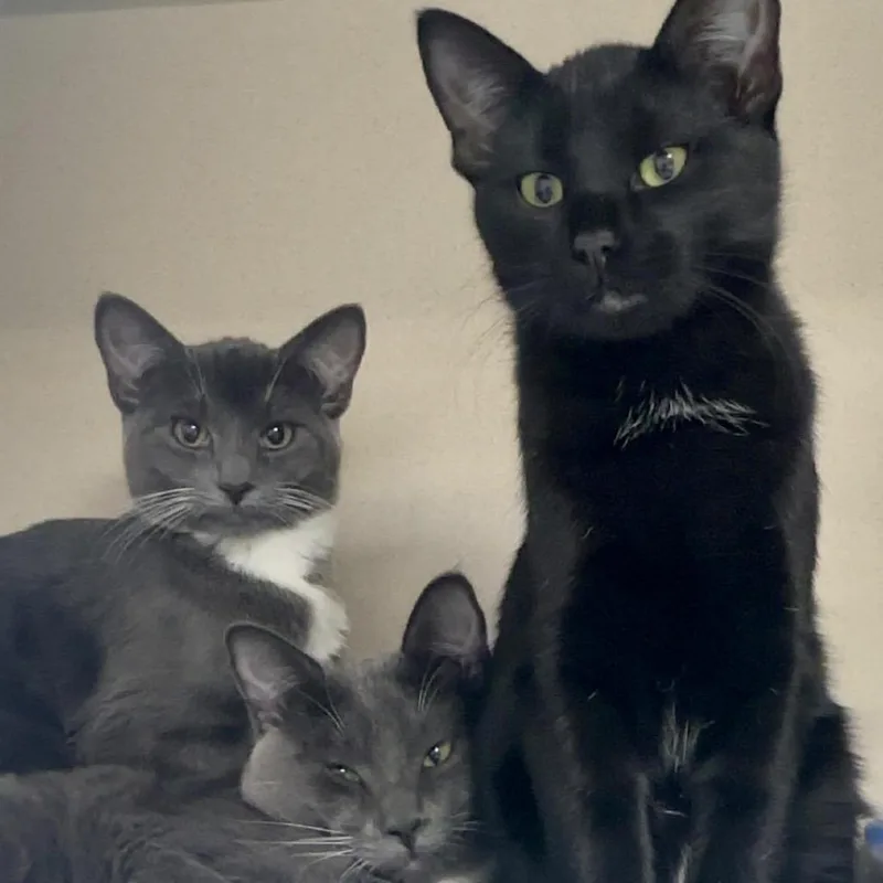 A baby medium-sized female Domestic Short Hair cat named Maeve for adoption in Great Falls, MT