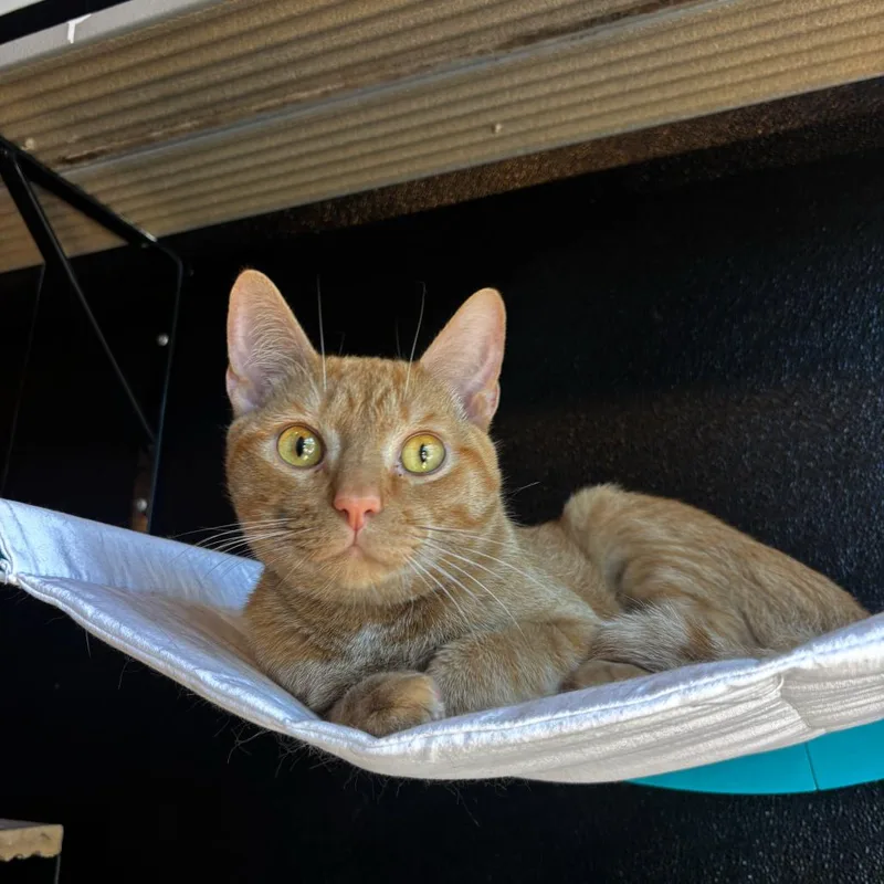 An adult medium-sized male Domestic Short Hair cat named Dumpling for adoption in Stokesdale, NC