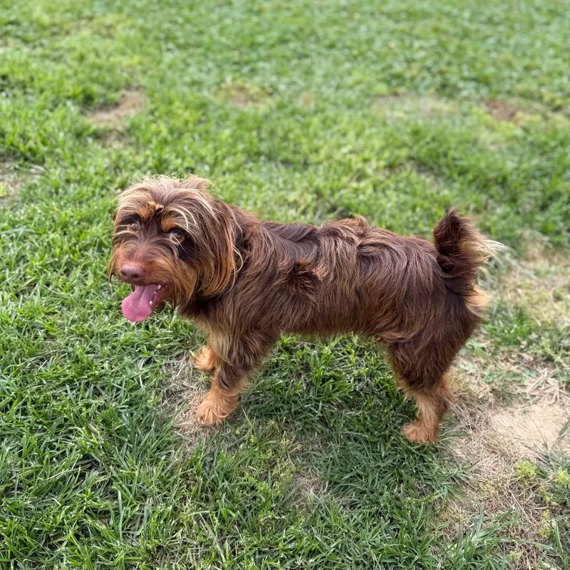 An adult small-sized male Brown / Chocolate Norfolk Terrier dog named Money Pieces for adoption in Carencro, LA