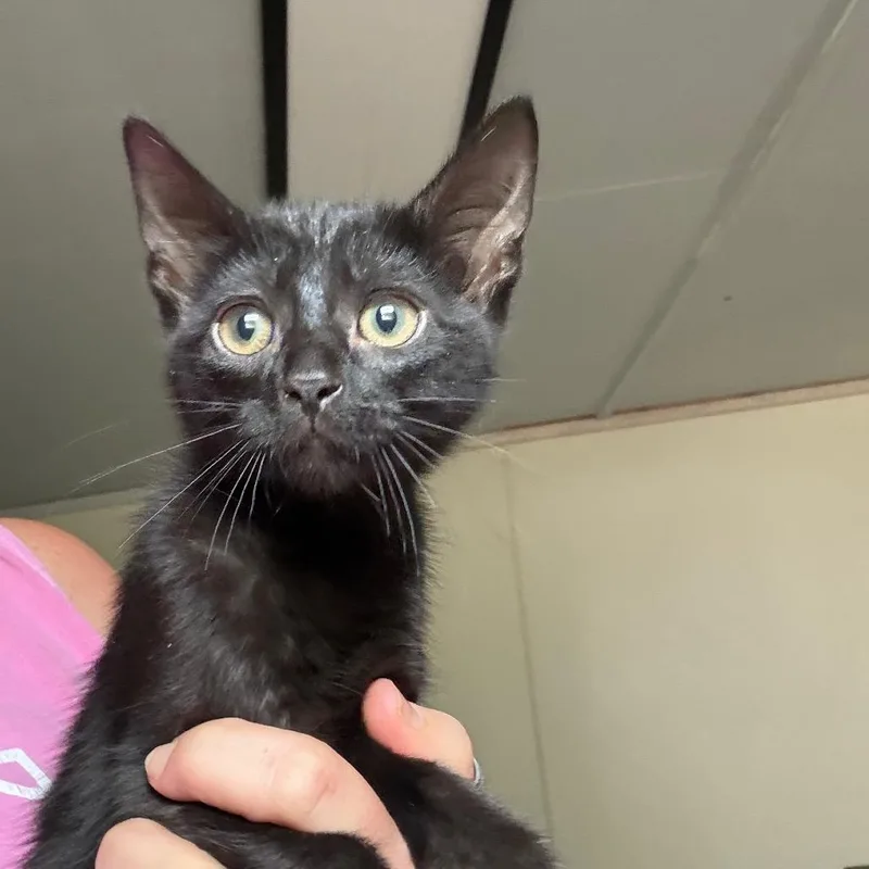 A baby small-sized male Black Domestic Short Hair cat named Meerkat for adoption in Hattiesburg, MS