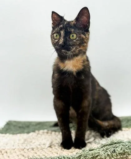 A young small-sized female Domestic Short Hair cat named Maple for adoption in Bowling Green, KY