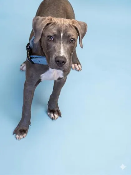 A young medium-sized male Pit Bull Terrier dog named Bingo for adoption in Bowling Green, KY