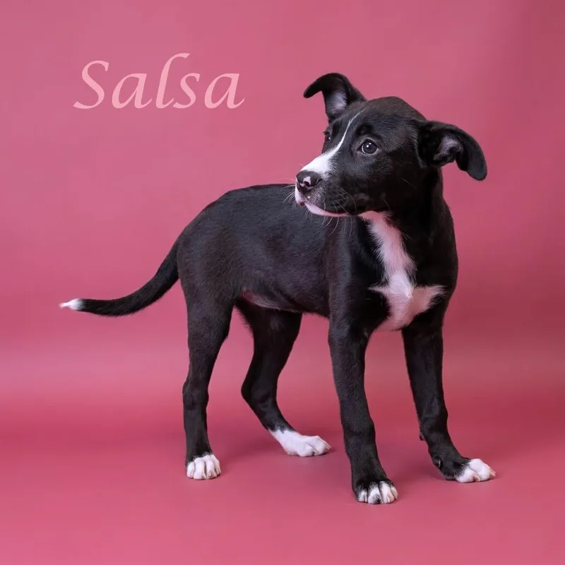 A baby small-sized female Black Mixed Breed dog named Salsa D for adoption in Lebanon, TN