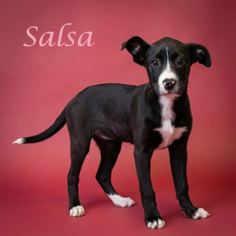Salsa D thumbnail 2