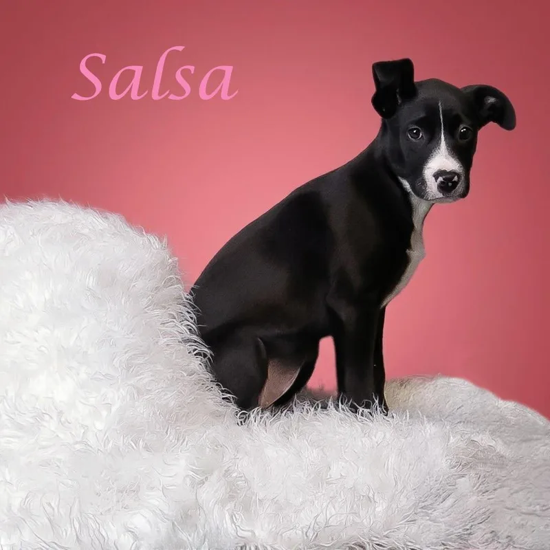 Salsa D thumbnail 3