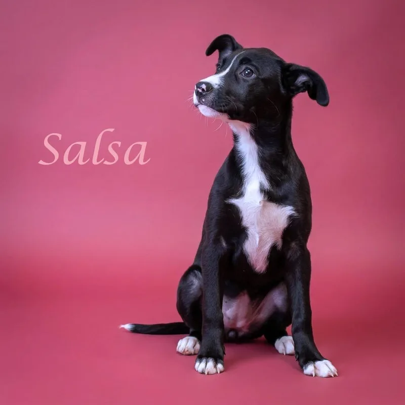 Salsa D thumbnail 4