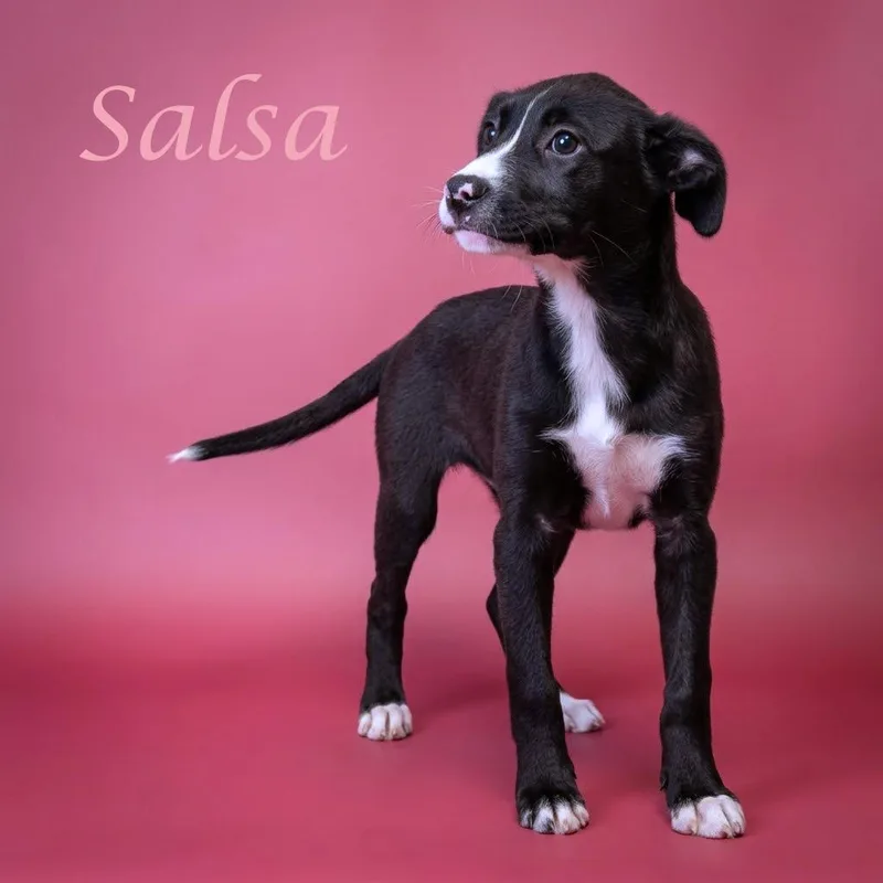 Salsa D thumbnail 5