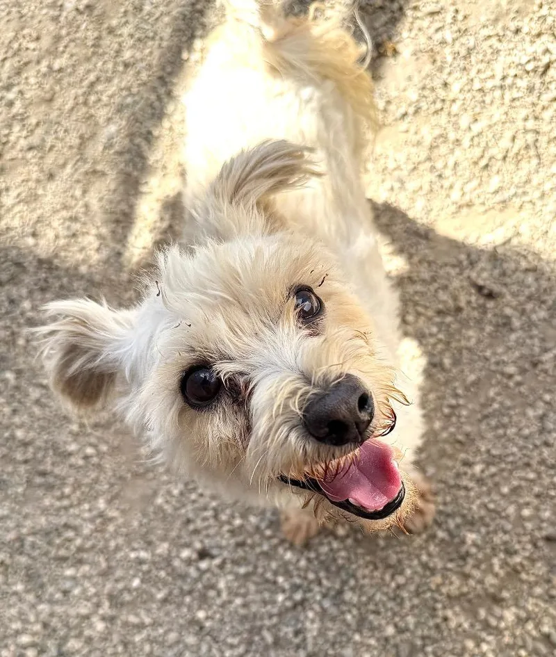 An adult small-sized male Mixed Breed dog named Lucky for adoption in Thousand Oaks, CA