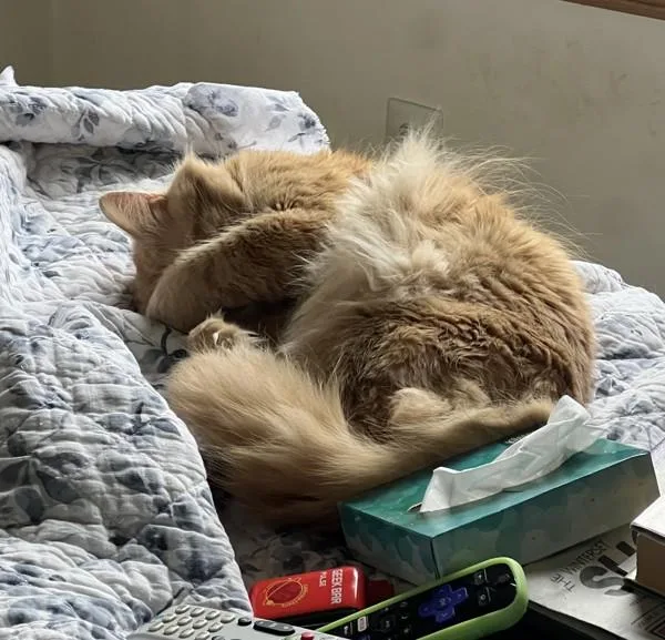 An adult medium-sized male Domestic Long Hair cat named Peanut for adoption in Des Moines, IA