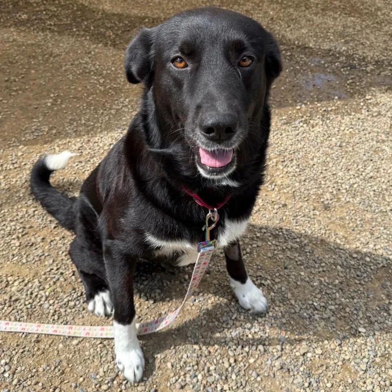 A senior large-sized female Black Border Collie dog named Daisy Jo for adoption in Columbia Station, OH