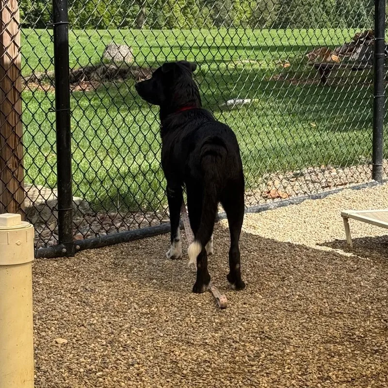 Daisy Jo thumbnail 3