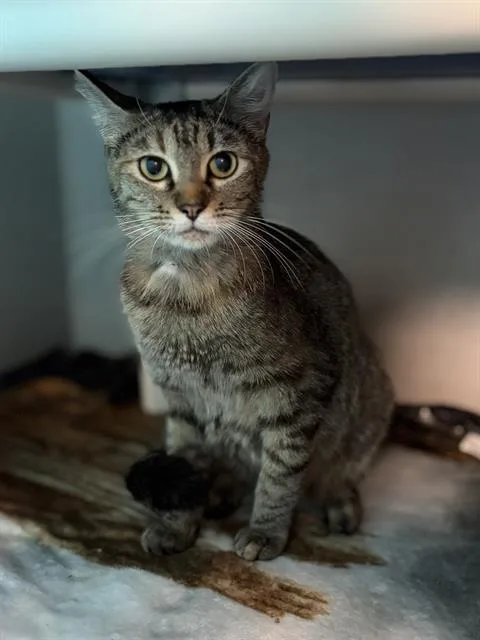 A young small-sized female Domestic Short Hair cat named Rainbow for adoption in Dallas, TX