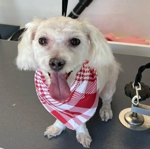 A senior small-sized male White / Cream Maltipoo dog named Oliver for adoption in Rochester Hills, MI