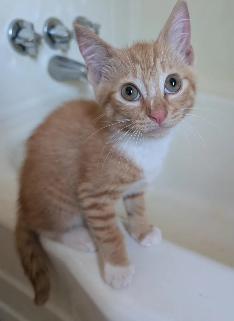 A baby medium-sized male Orange & White Tabby cat named Starlink for adoption in Elgin, SC