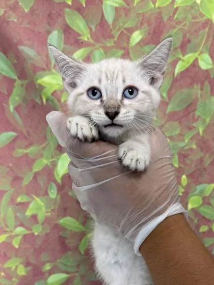 A young small-sized male Domestic Short Hair cat named Alani for adoption in San Antonio, TX