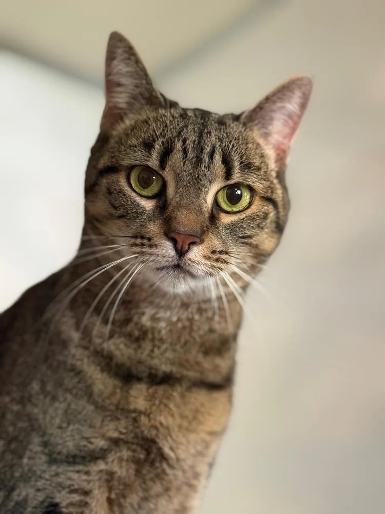 An adult medium-sized female Domestic Short Hair cat named Sushi for adoption in Skippack, PA